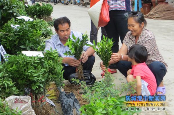 东兴市马路镇村民种植果树和经济林木积极性高涨