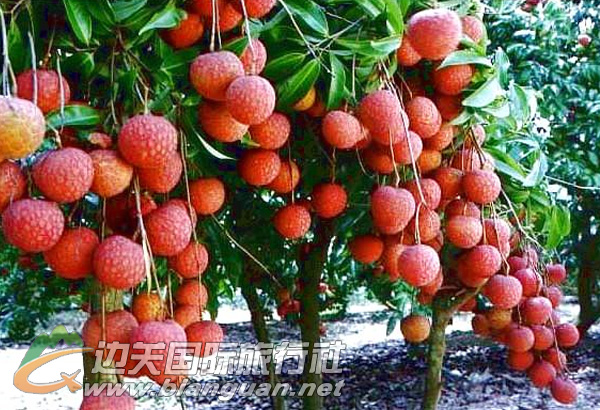 钦州摘荔枝 仙岛公园1日游