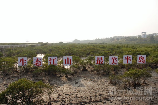 江山半岛红树林