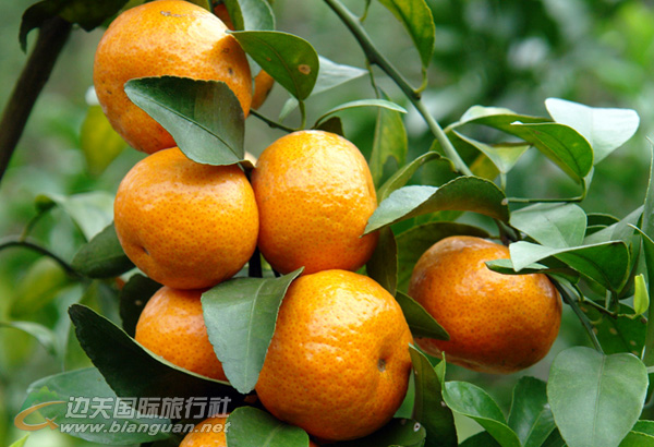 皇帝果