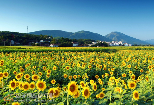 武宣三里镇下莲塘村葵花