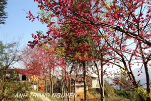 越南沙巴桃花