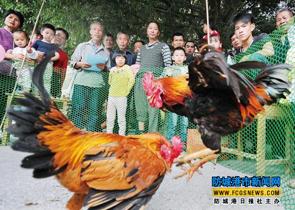 上思县举办民俗斗鸡比赛