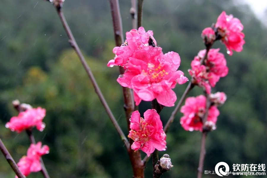 滩营十寨沟桃花开放惹人爱