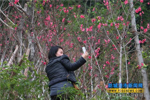 防城港仙人山公园上桃花迎春开