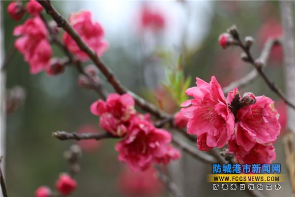 防城港仙人山公园上桃花迎春开