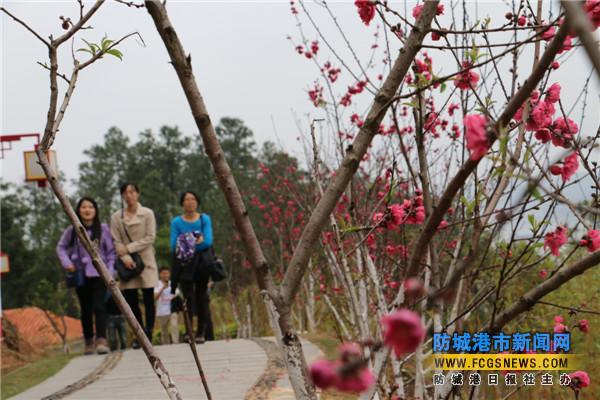 防城港仙人山公园上桃花迎春开