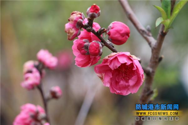 防城港仙人山公园上桃花迎春开