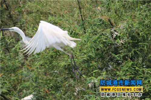 白鹭
