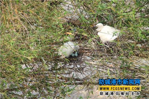 白鹭