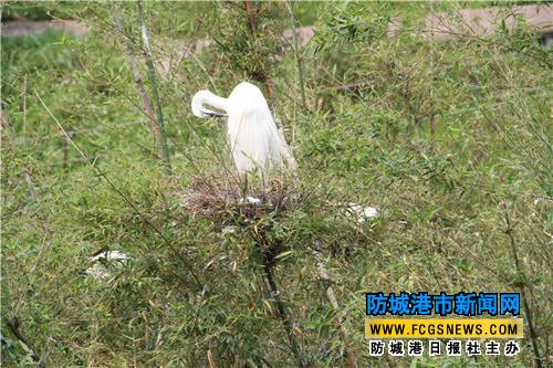 白鹭