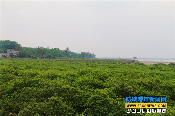 防城港市北仑河口保护区海湾红树林