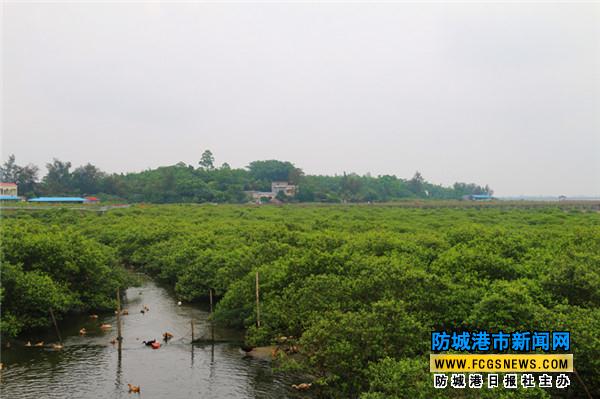 防城港市北仑河口保护区海湾红树林