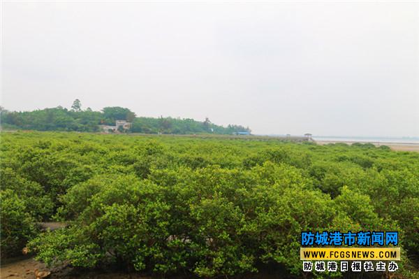 防城港市北仑河口保护区海湾红树林