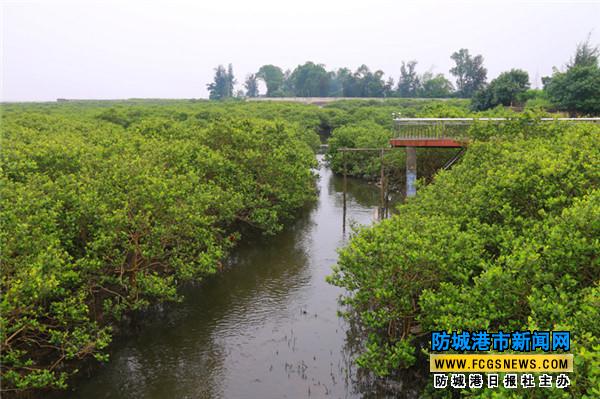 防城港市北仑河口保护区海湾红树林