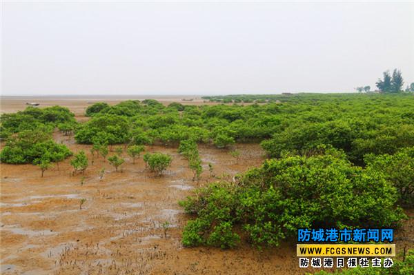 防城港市北仑河口保护区海湾红树林