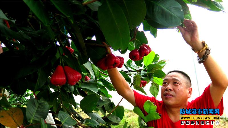 防城：脆甜诱人的“红妈妈”(莲雾）上市了