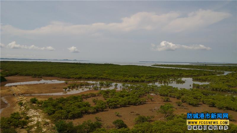 七彩贝丘湾海上红树林，海上做一天“海豪”吧