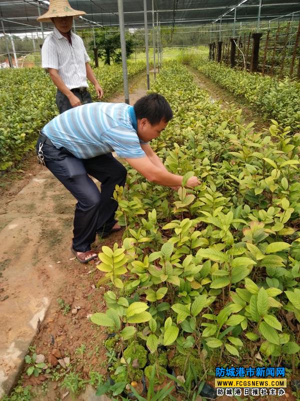 防城港金花茶产业（核心）示范区创建工作稳步推进