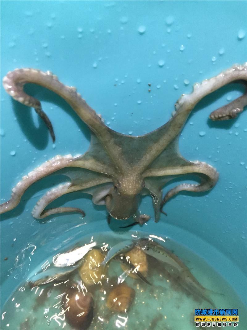 八爪鱼